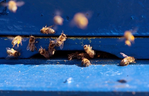 Pszczoły w centrum Katowic wytworzyły więcej miodu niż na wsi