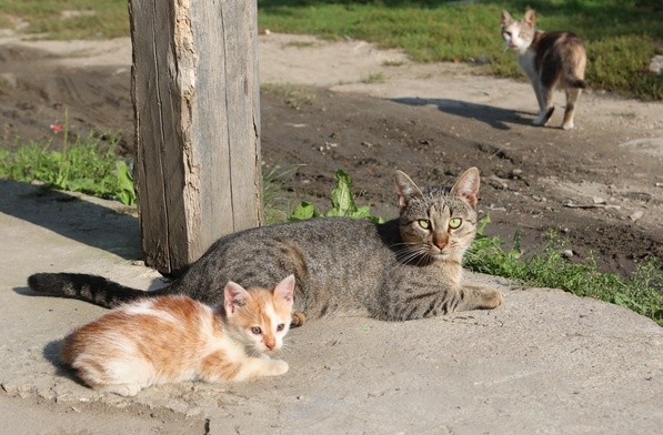 Koty - urodzeni łowcy