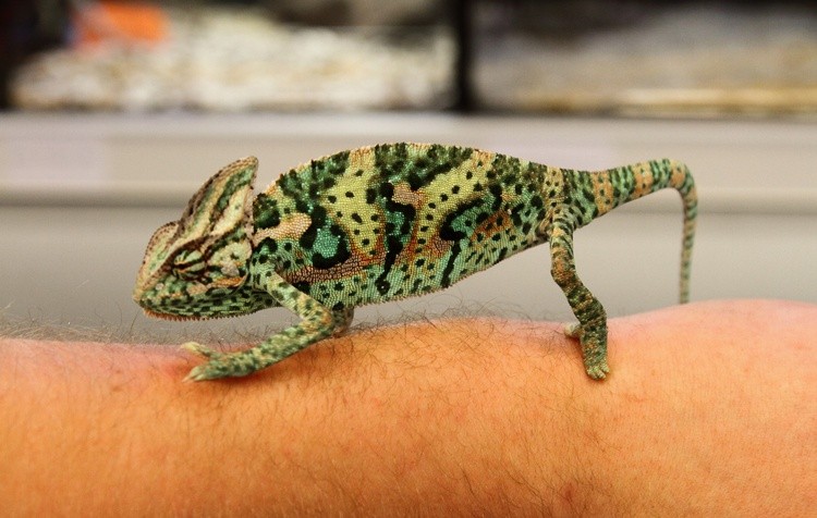 Kameleon