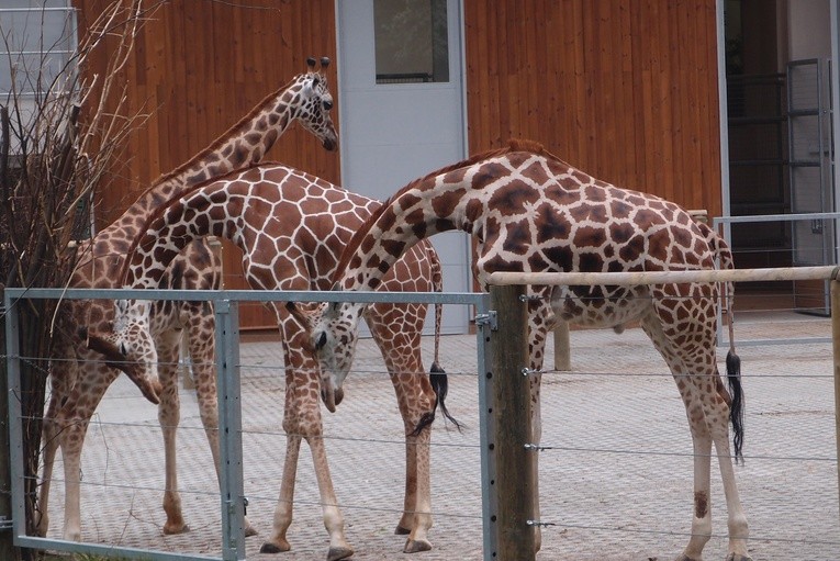 85 lat krakowskiego zoo