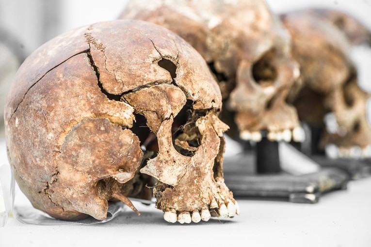 Co nam powie o człowieku szczęka sprzed 1,8 miliona lat?