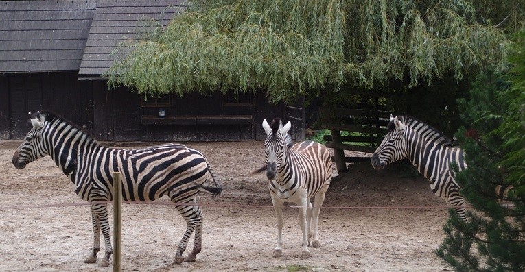 85 lat krakowskiego zoo