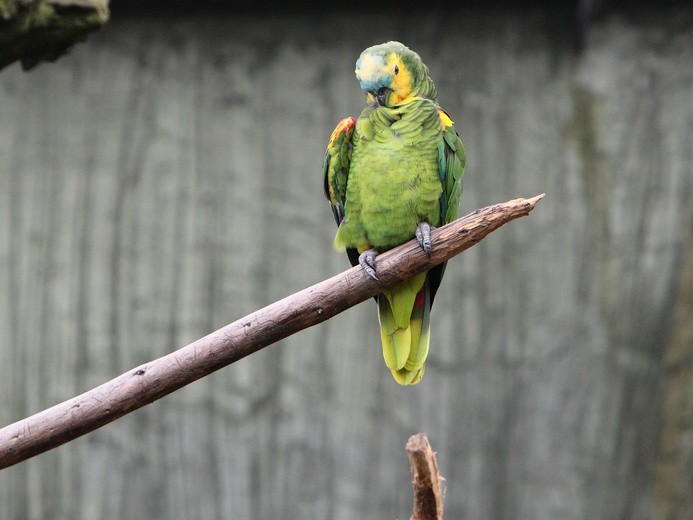 Uważaj, co przy takim ptaku mówisz :)