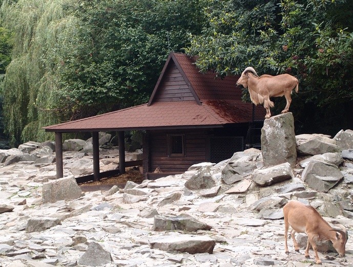 85 lat krakowskiego zoo