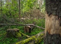 Kaczyński: będzie poprawka do ustawy dot. wycinki drzew