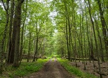 Nasadzenia drzew i cięcia sanitarne w Puszczy Białowieskiej