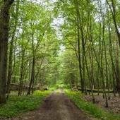 Nasadzenia drzew i cięcia sanitarne w Puszczy Białowieskiej